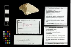 Foto (Objekt + Etikett) von Mundopsidae indet.  (NHMW-GEO-2014-0194-0918)